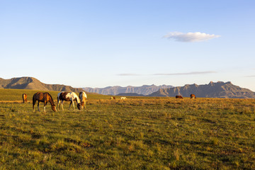 Obraz premium Horses on green grass