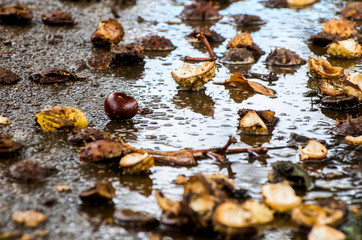 Kastanie im Regen