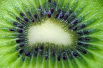 Kiwi Detail