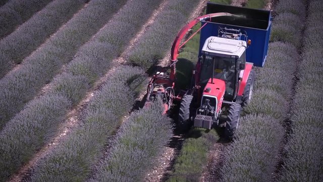 Tracteur r&eacute;coltant Lavandes