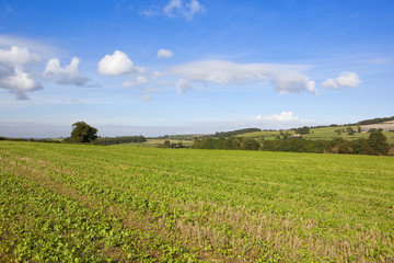 Fototapeta na wymiar young crops in the yorkshire wolds
