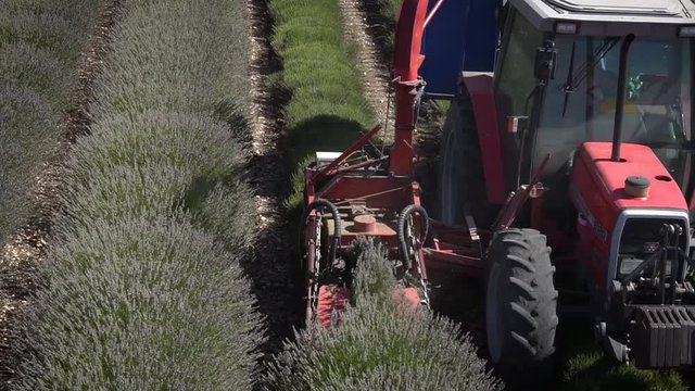 Tracteur r&eacute;coltant Lavandes