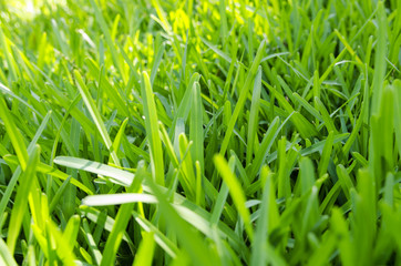 Green grass and sunbeams, close up, selective focus. Natural background. 
