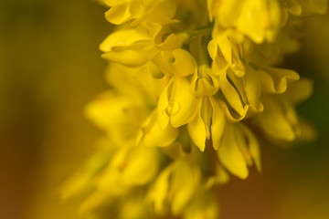 Yellow flowers of Robinia pseudoacacia.