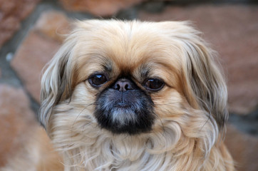 Pekingese dog
