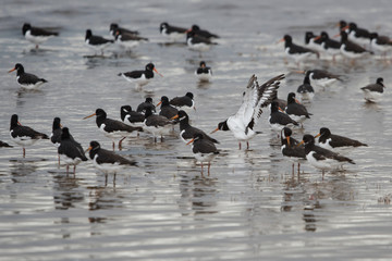 Eurasian Oystercatcher, Haematopus ostralegus