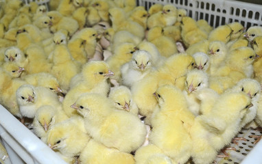 Chickens from the incubator © Tamara Agramovic