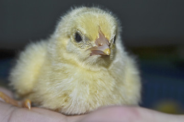 Little yellow chicken on hand