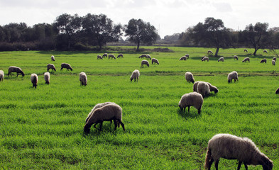 Fototapeta premium pecore 