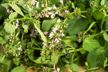 Fresh green mint on the table