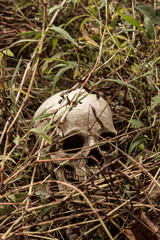 Skull in Woods
