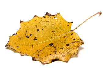 Autumn yellow quaking aspen leaf