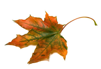Autumn multicolor maple-leaf