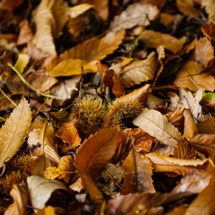 AUTUMN COLOURS IN BRITISH COUNTRYSIDE. 