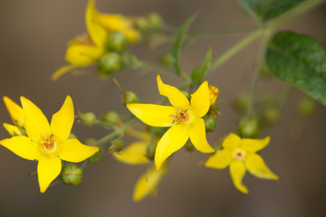 Macrophotographie d'une fleur sauvage: Lysimaque commune (Lysimachia vulgaris)