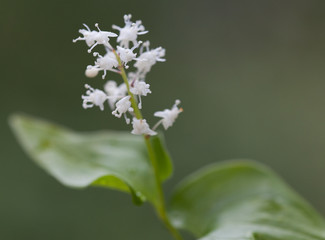 Macrophotographie d'une fleur sauvage: Maiantheme a deux feuilles (Maianthemum bifolium)