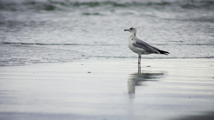 Stoic Seagull