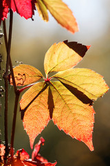 Obraz premium Virginia creeper with red leafs in backlight climbing upp a tree