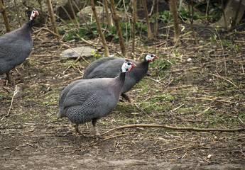 Helmeted guinea fowls 2