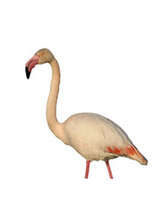 Greater flamingo, Phoenicopterus ruber