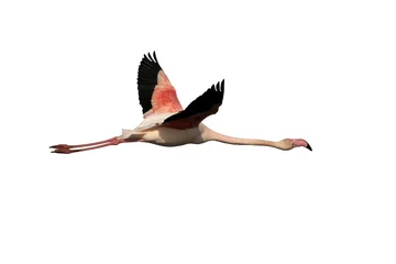 Fotobehang Greater flamingo, Phoenicopterus ruber © Erni