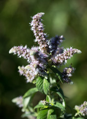 Macrophotographie d'une fleur sauvage: Menthe a longues feuilles (Mentha longifolia)