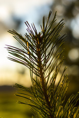 старый ржавый лист красиво играет на солнце