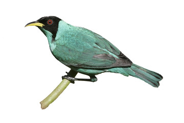 Green honeycreeper, Chlorophanes spiza,