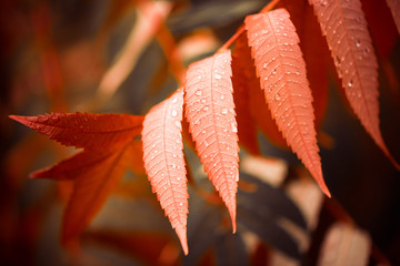 red rainy leafs at fall season