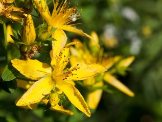 Fototapeta na wymiar Macrophotographie d'une fleur sauvage: Millepertuis (Hypericum perforatum)