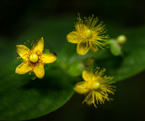 Macrophotographie d'une fleur sauvage: Millepertuis androseme (Hypericum androsaemum)
