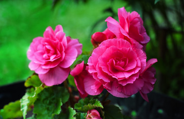 pink begonia in garden