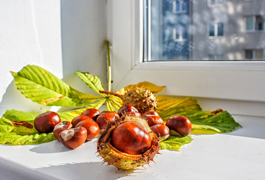chestnut on a table closeup