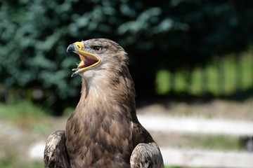 cry of an eagle, huge eagle in portrait crying