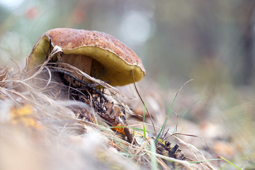 Cepe grows in the wood