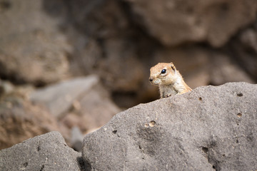 Neugieriges Atlashörnchen (Atlantoxerus getulus) auf Fuerteventura; Kanarische Inseln