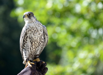 Sakerfalke, Jagdvogel auf der behandschuhten Faust eines Falkners