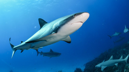 Obraz na płótnie Canvas Shark in Bahamas