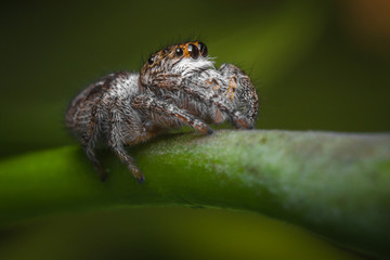 Jumping Spider Macro