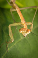 Chinese Praying Mantis