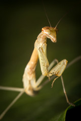 Chinese Praying Mantis