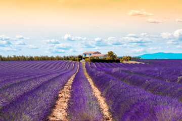 Fototapeta na wymiar Beautiful landscape view on the lavender field with farmhouse and mountains in Provence in France
