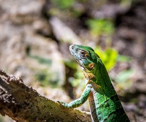 Green Lizard - Tulum, Mexico