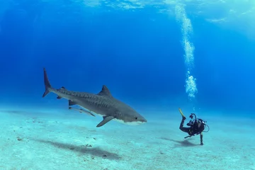 Foto op Plexiglas Shark in Bahamas © puntel