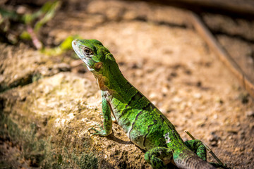 Green Lizard - Tulum, Mexico