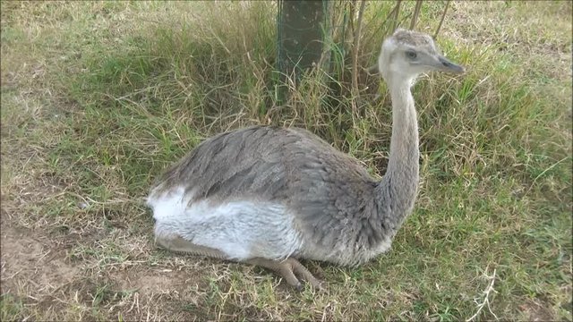 ostrich chick lying on the grass