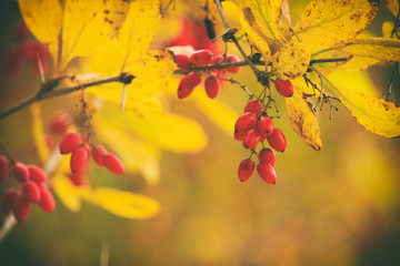 autumn red roses, red berries on a yellow background