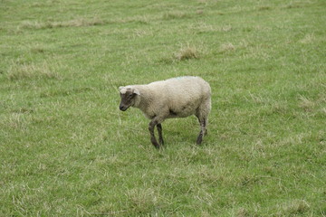 Obraz premium Schafe