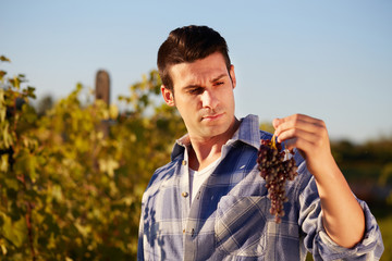 Young winemaker in vineyard picking blue grapes