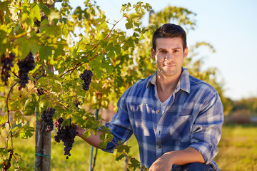 Young winemaker in vineyard picking blue grapes